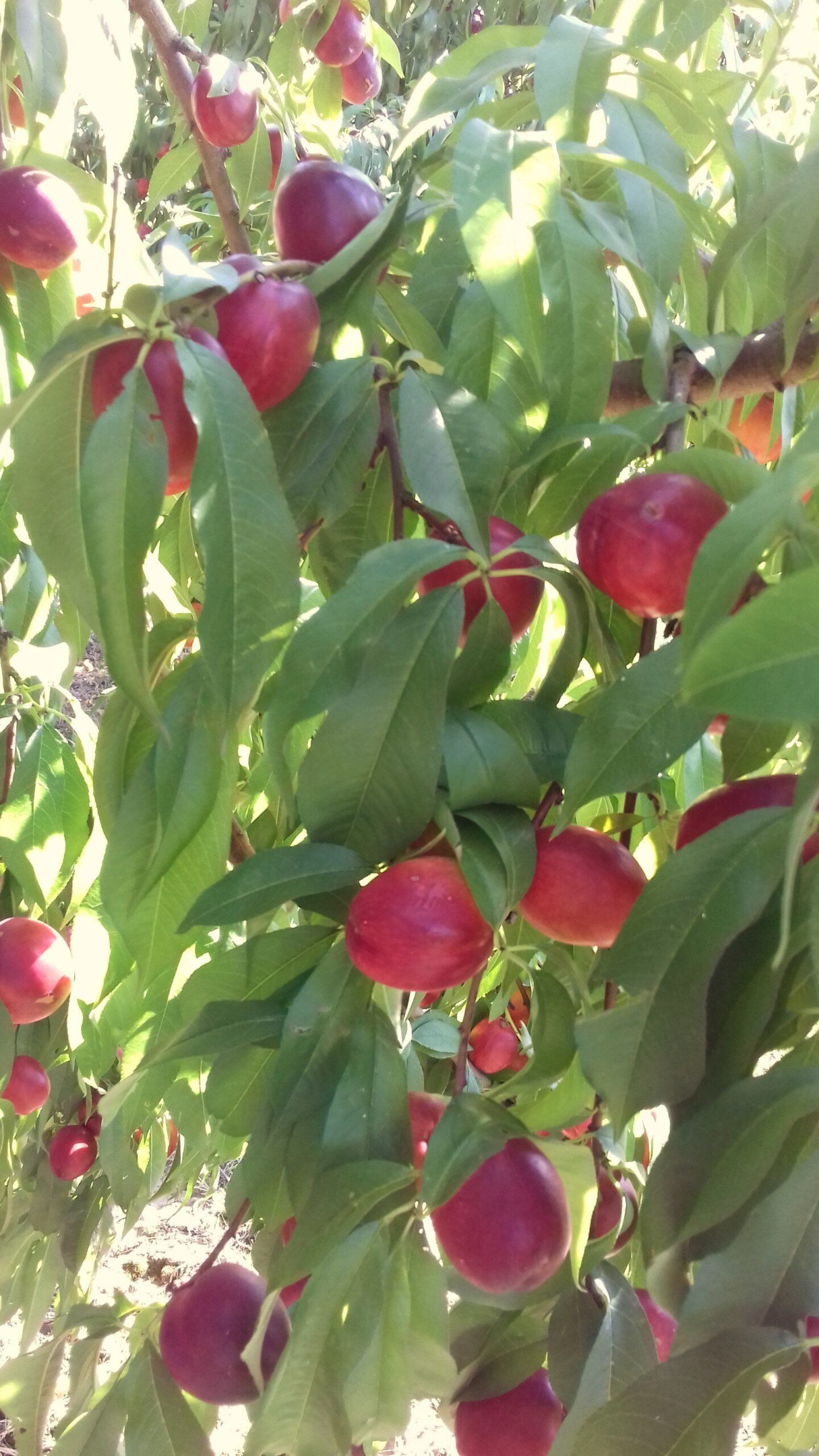 Obst