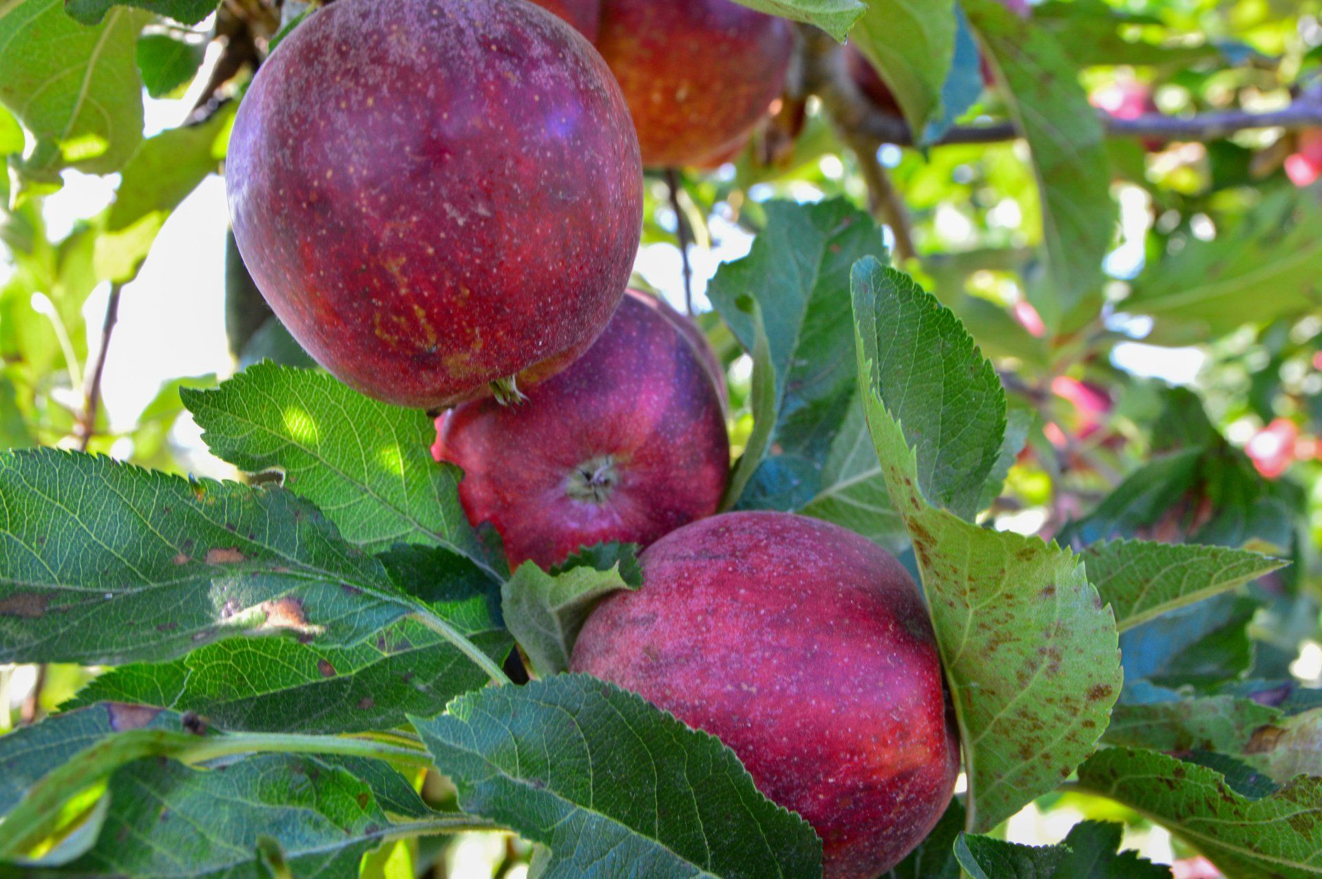 Obst- und Gemüsehof Wenk