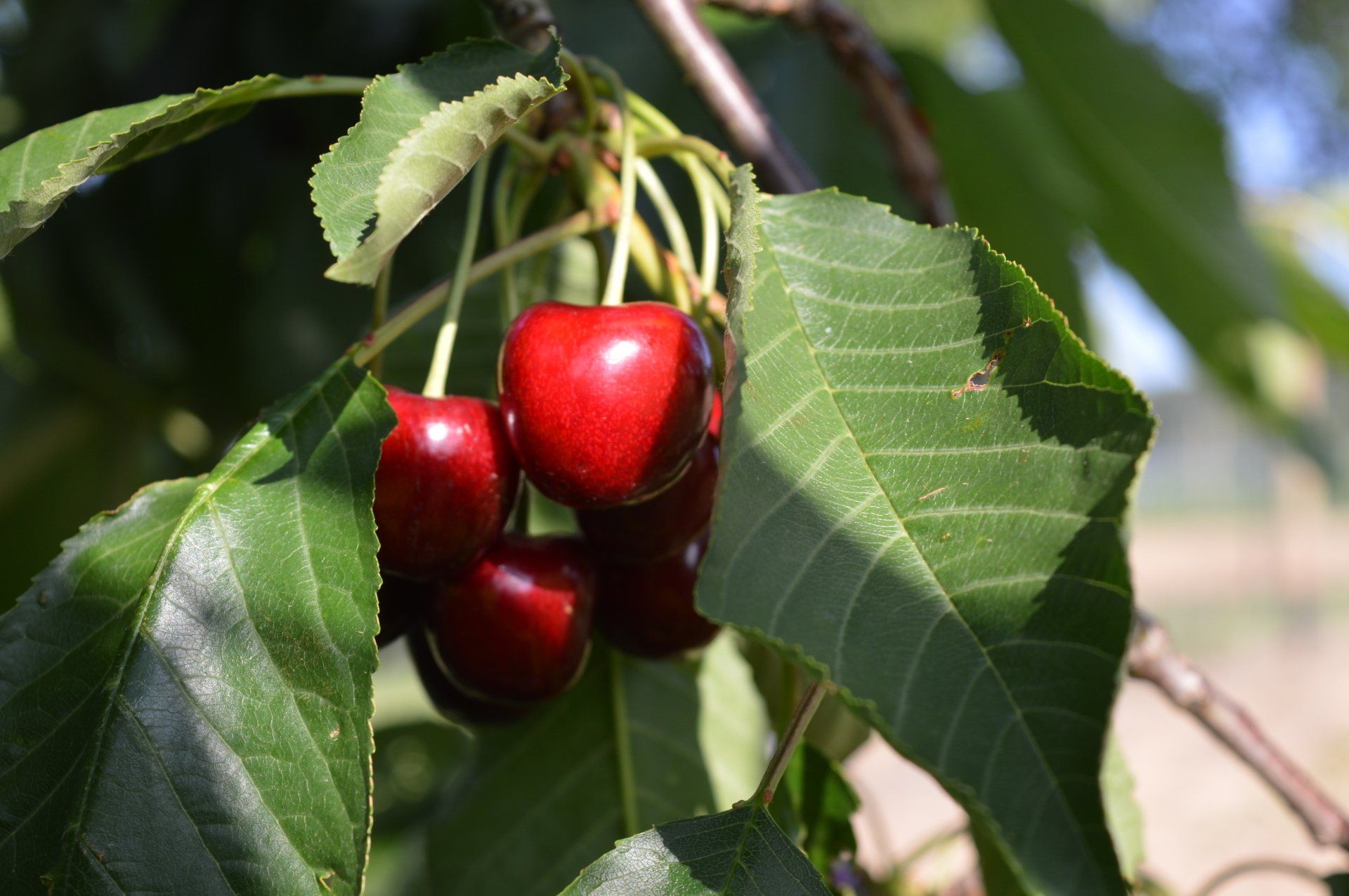 Obst- und Gemüsehof Wenk