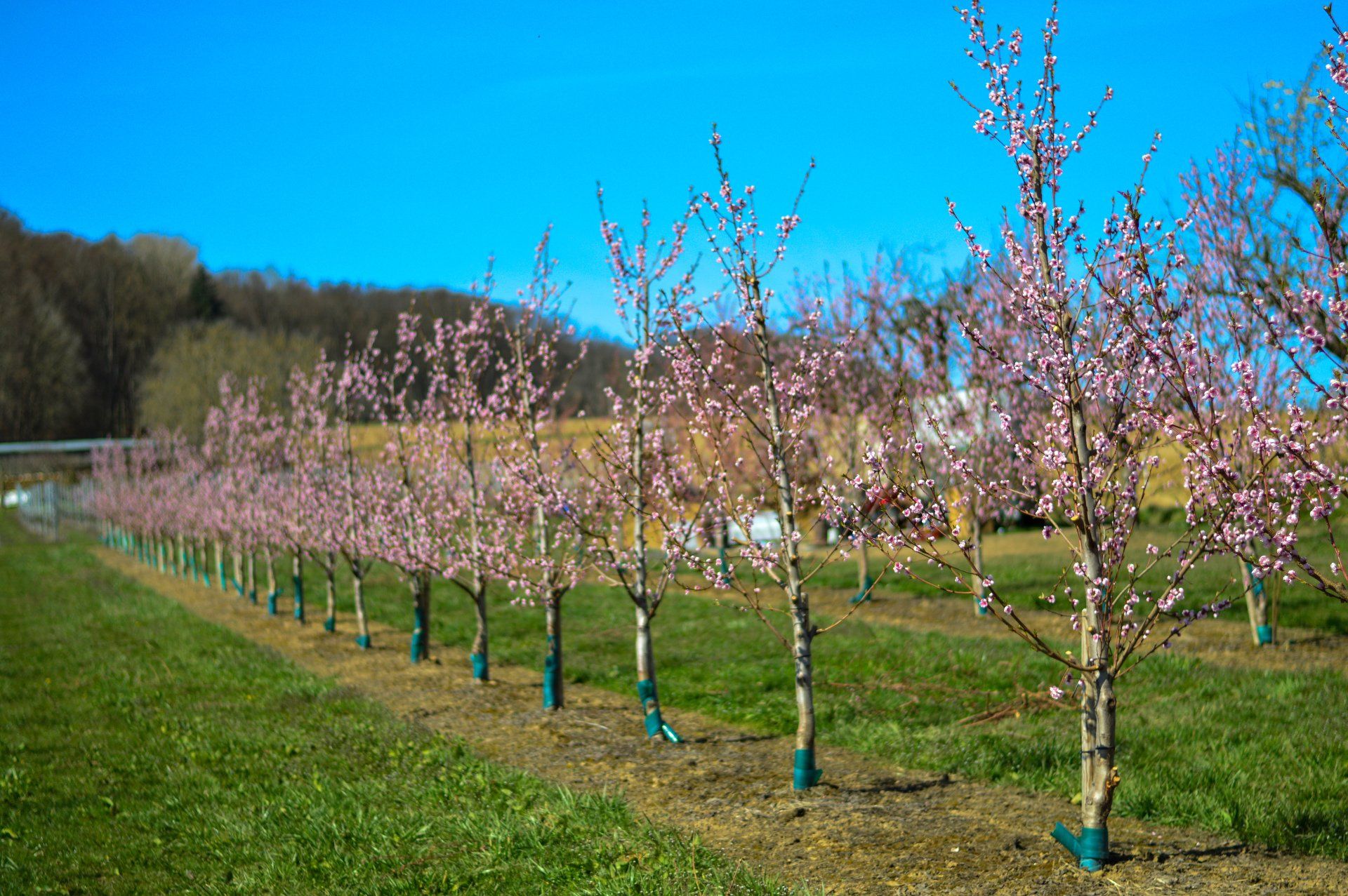 Obst- und Gemüsehof Wenk