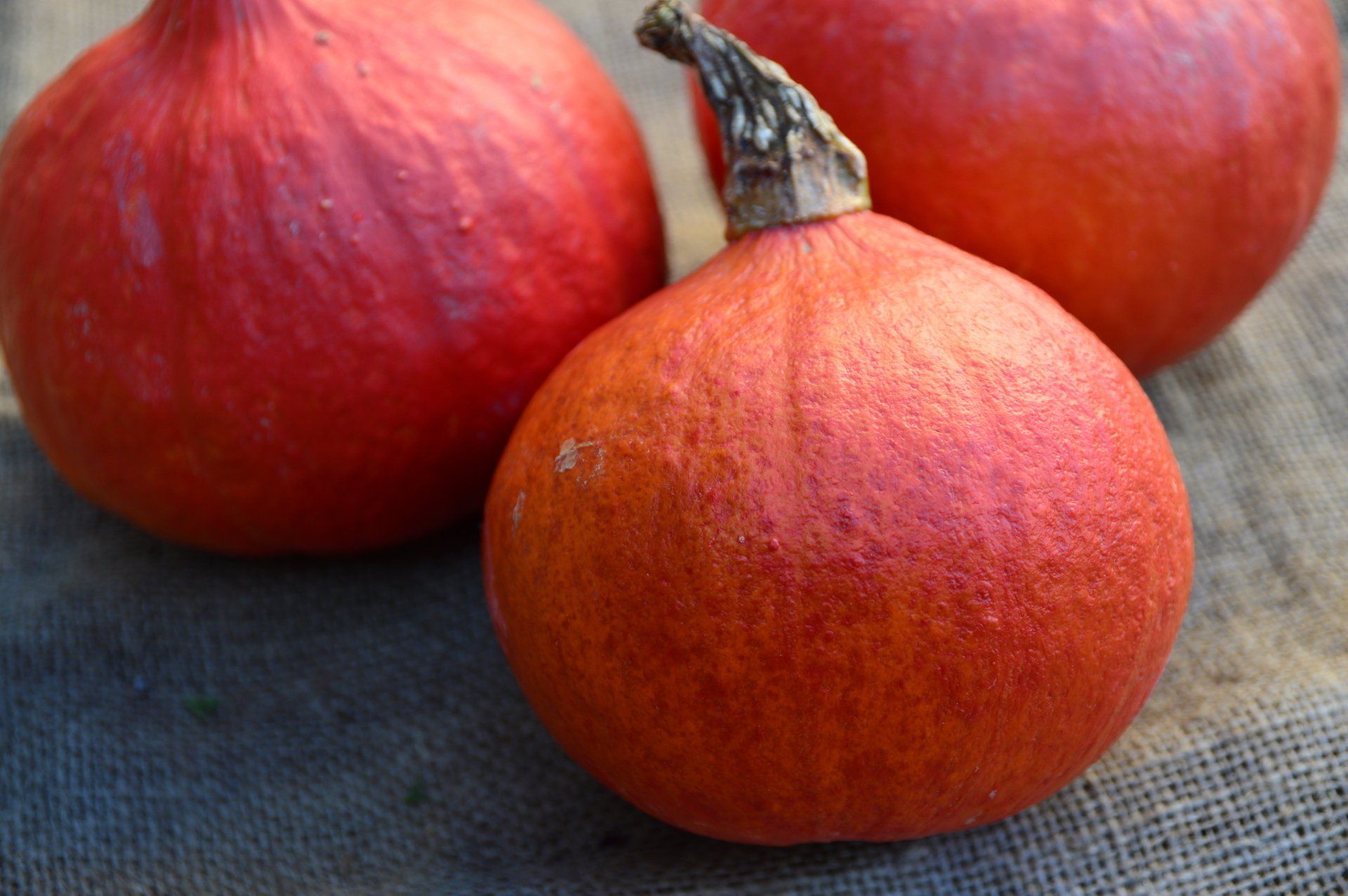Obst- und Gemüsehof Wenk